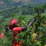 Kenyan Star